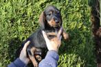 Ruwharige teckel pup. Reu. Kaninchen x dwerg., Kaninchen, Parvo, Nederland, Reu