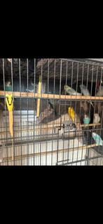 ALEEN VANDAAG!  Jonge grasparkieten, Dieren en Toebehoren, Meerdere dieren, Parkiet