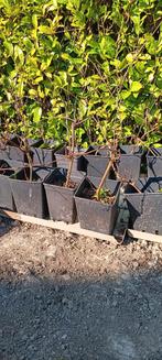 Witte druiven planten  2 soorten, Tuin en Terras, Planten | Fruitbomen, Ophalen of Verzenden, Minder dan 100 cm, Overige soorten