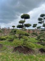 Pinus nigra Bonsai verschillende maten, Tuin en Terras, Planten | Bomen, Bloeit niet, Overige soorten, 250 tot 400 cm, Ophalen