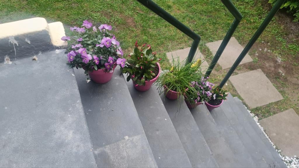 5 kleine roze potten met bloemen, Ophalen