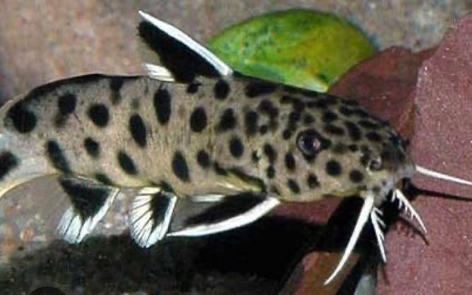Gratis af te halen 2 x synodontis 20/25 cm, Dieren en Toebehoren, Vis