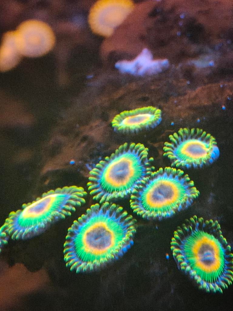 Koraal zoanthus rasta buttons, Overige typen