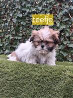 Te koop mooie  kleinblijvende  speelse boomer pups, Parvo, 8 tot 15 weken, Meerdere, Meerdere dieren