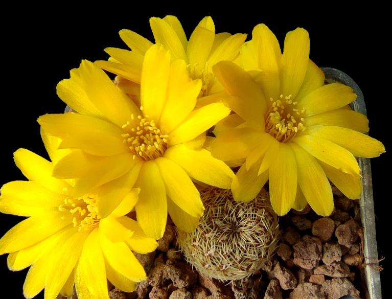 cactus - Sulcorebutia gemmae, Verzenden, Cactus, Volle zon, Minder dan 100 cm