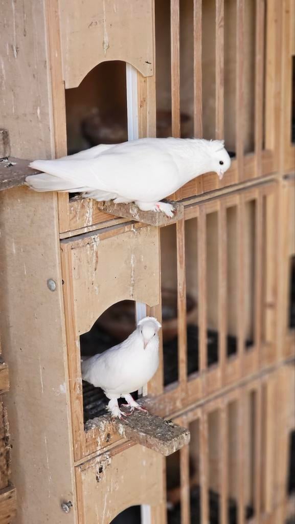 Takla Duiven, Dieren en Toebehoren, Vogels | Duiven, Meerdere dieren, Postduif
