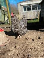Toompje kippen hennen te koop lief, Dieren en Toebehoren, Pluimvee, Meerdere dieren, Kip