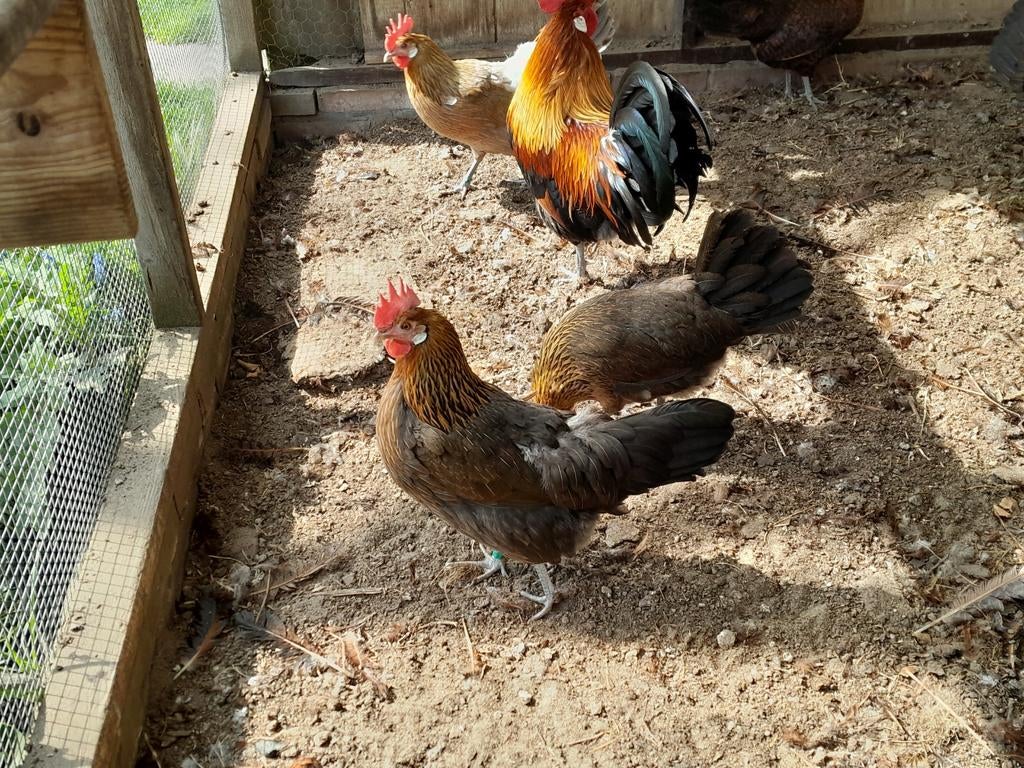 Drents hoen 1 haan en 3 hennen, Meerdere dieren, Kip