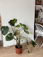 Monstera Plant, Huis en Inrichting, Kamerplanten, Ophalen, Halfschaduw, Minder dan 100 cm
