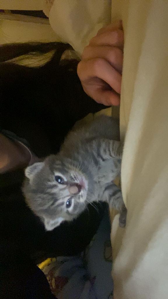 Kittens te koop, Poes