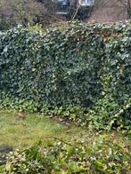 Houten Schutting met Klimop, Gebruikt, Minder dan 3 meter, Ophalen of Verzenden, Minder dan 1 meter