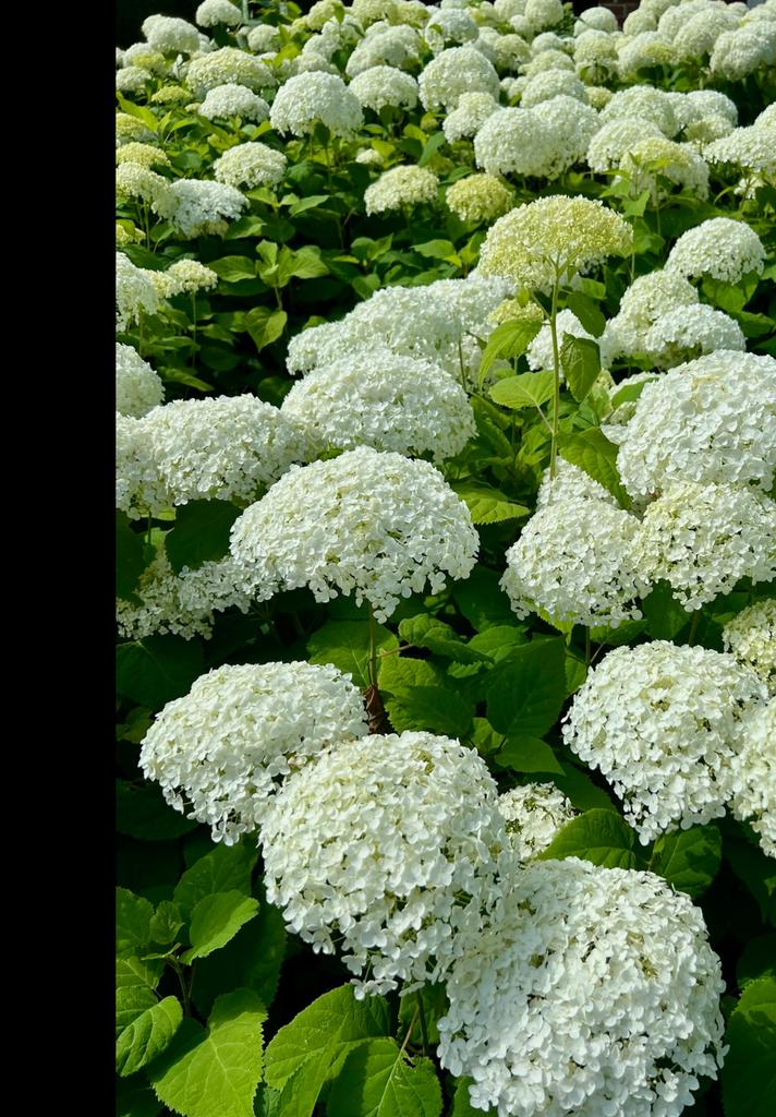 HORTENSIA ANNABELLE uit Biologische tuin Witte bollen, Tuin en Terras, Vaste plant, Halfschaduw, Zomer, Ophalen
