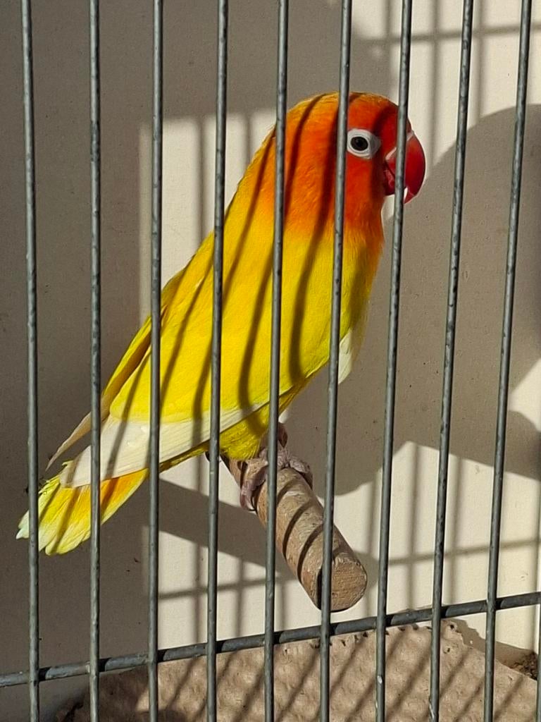 Koppel fisheries, Dieren en Toebehoren, Vogels | Parkieten en Papegaaien, Meerdere dieren, Parkiet