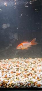 Gratis goudvis, Dieren en Toebehoren, Vissen | Aquaria en Toebehoren, Ophalen