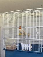 Majoor putter pop 2023 satjne, Dieren en Toebehoren, Vogels | Kanaries, Vrouwelijk, Bastaard