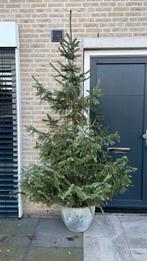 Kerstboom in pot - GRATIS, Tuin en Terras, Ophalen, In pot, Overige soorten, 100 tot 250 cm