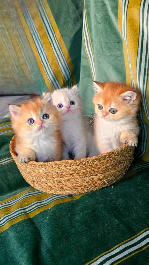 Luxe Britse kortharige kittens Golden shell met STAMBOMEN, Kater, Met stamboom