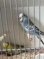 Engelse parkieten, Meerdere dieren, Parkiet