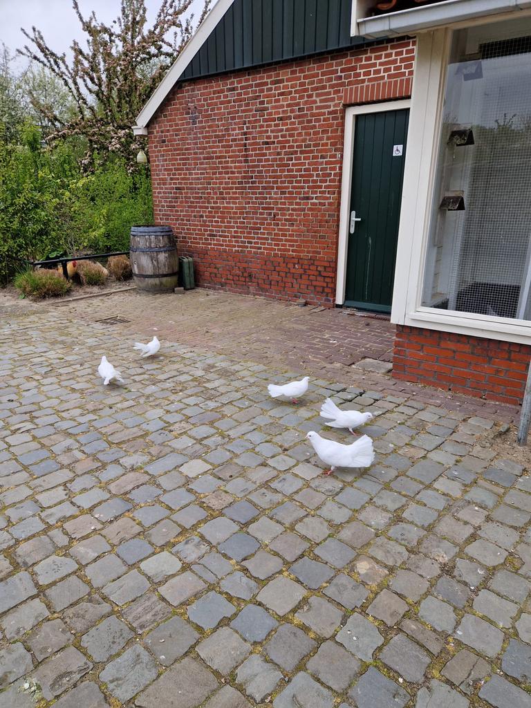 Boeren pauwstaarten (2 stuks), Mannelijk