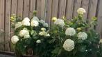 Hortensia’s - Annabelle - wit - vaste plant, Vaste plant, Bloeit niet, Halfschaduw, Ophalen