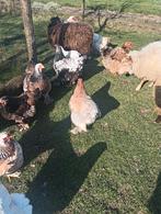 Broedeieren Brahma, Dieren en Toebehoren, Pluimvee, Geslacht onbekend, Kip