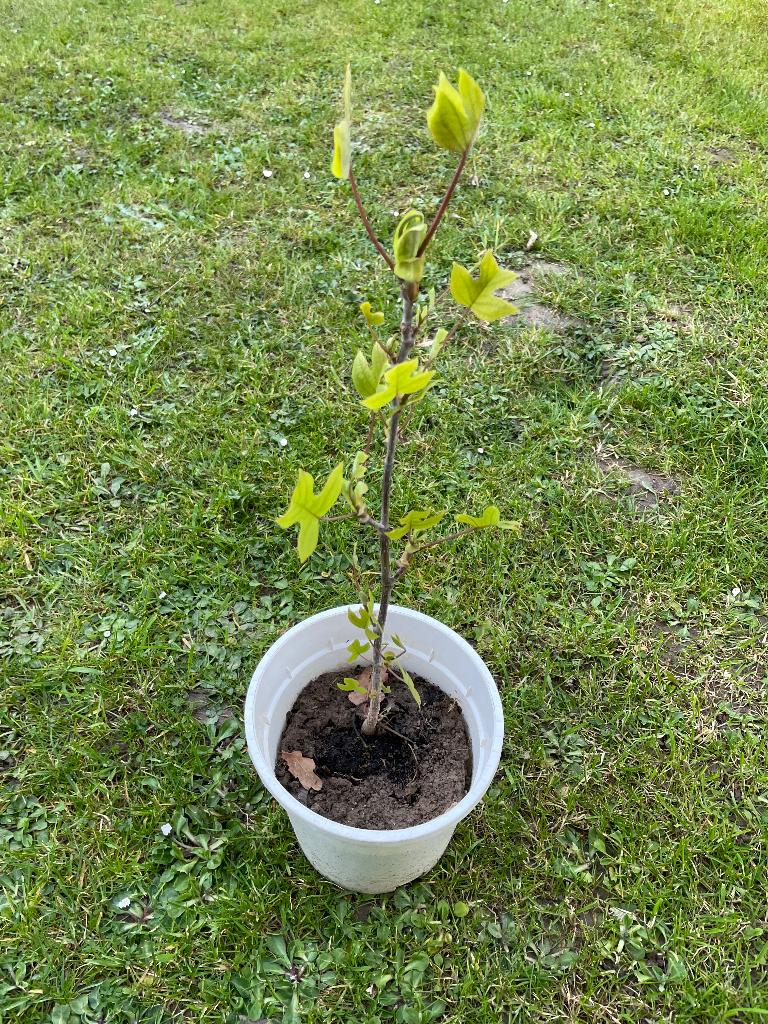 Te koop: biologische, jonge boom Liriodendron Tulipifera, Overige soorten, Lente, Minder dan 100 cm, Volledige schaduw