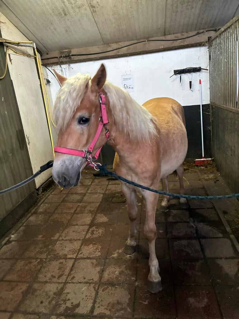 Knappe Haflinger, Dieren en Toebehoren, Pony's, Merrie, 0 tot 2 jaar, Ontwormd