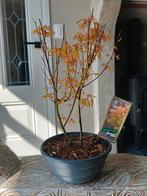 Bonsai starter Acer Japanse Esdoorn Orange Dream, Bloeit niet, Halfschaduw, Minder dan 100 cm, Overige soorten