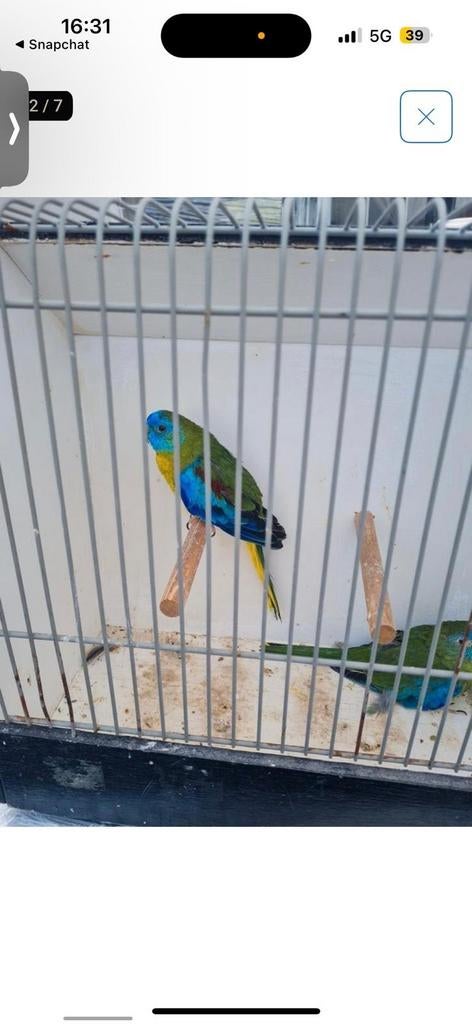 Vogels gevraagd  Kanaries zebravinken parkieten tropis, Meerdere dieren, Parkiet