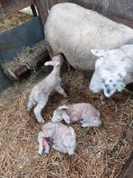 Ooilam pasgeboren lam fleslam potlam leblam, Dieren en Toebehoren, Vrouwelijk, Schaap