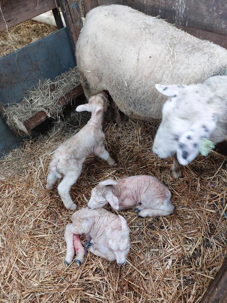 Nat lam pasgeboren lam fleslam potlam leblam, Dieren en Toebehoren, Schapen, Geiten en Varkens, Schaap, Vrouwelijk