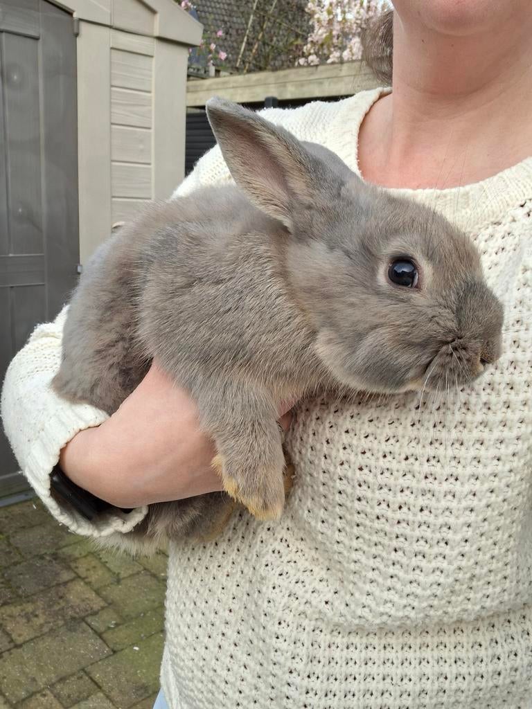 Prachtig jong grijs konijntje beschikbaar!, Dieren en Toebehoren, Meerdere dieren, Middelgroot, 0 tot 2 jaar