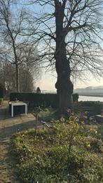 Tuinman tuinvrouw gezocht, Tuinonderhoud of Snoeiwerk