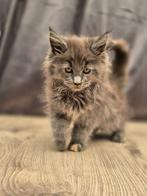 Maine coon kittens, Meerdere dieren, Gechipt