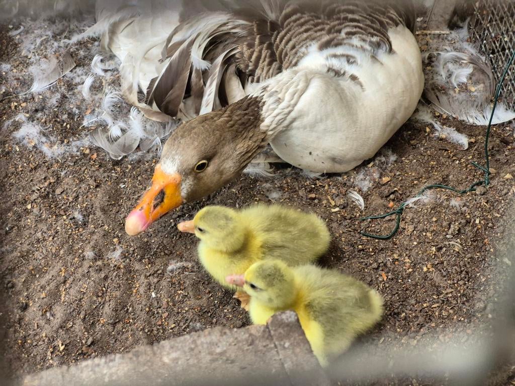 Krulveer / Sebastopol ganzen pullen beschikbaar, Meerdere dieren