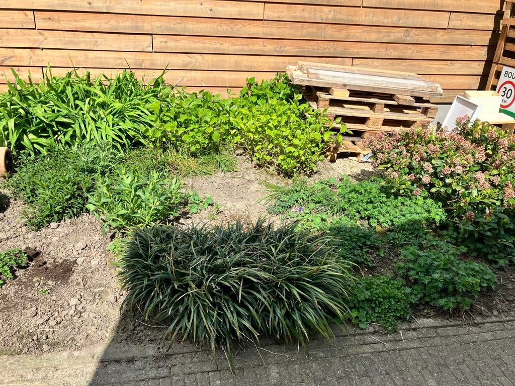Diverse planten, ongeveer 10m2, Volle zon, Vaste plant, Zomer, Ophalen