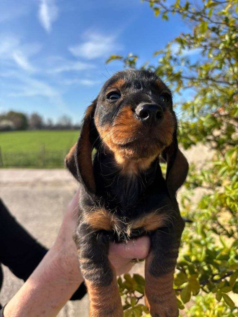 Prachtige ruwhaar dwerg teckel pups te koop🐾, Dieren en Toebehoren, Parvo, 8 tot 15 weken, Dwerg, Meerdere