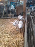 14 leblammeren, Dieren en Toebehoren