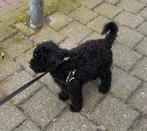 Australian Labradoodle x poedel mini, 8 tot 15 weken, Eén hond, Nederland, Particulier