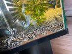 Blue parrot cichliden, Dieren en Toebehoren, Ophalen, Zo goed als nieuw