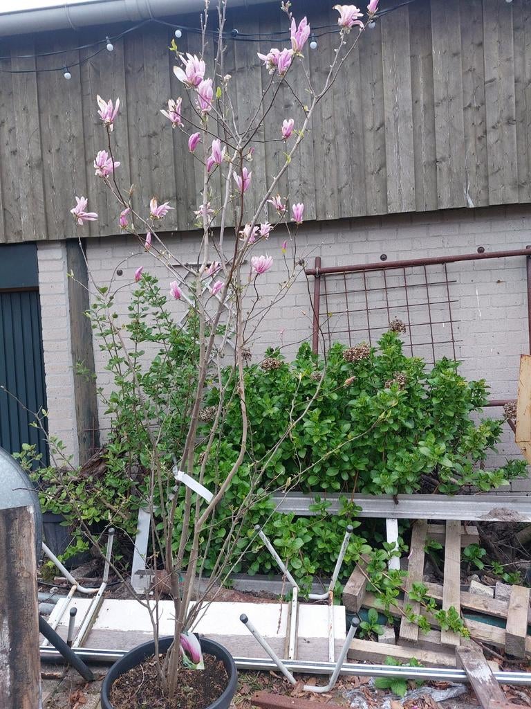Magnolia Susan 150/175, Volle zon, Vaste plant, Lente, Ophalen