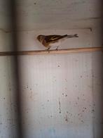 Puter x kanarie, Mannelijk, Wildzangvogel, Geringd