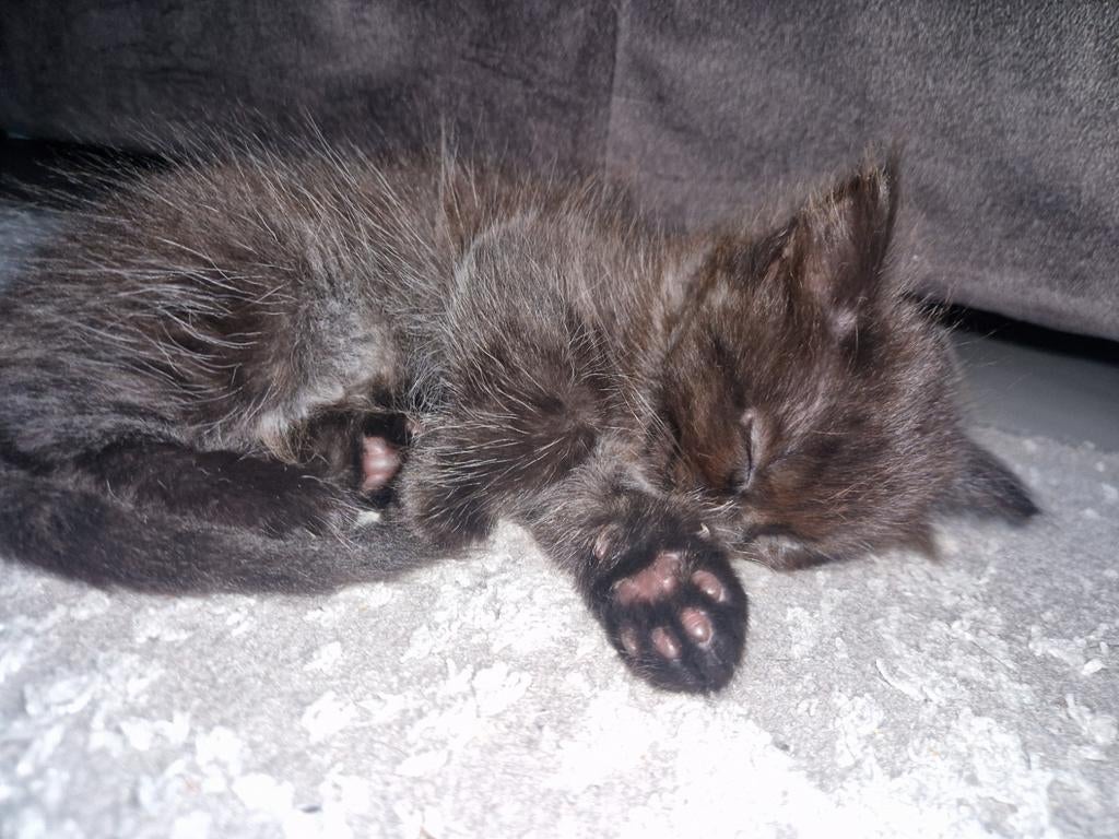 Bombay en britse korthaar mix kittens zoeken nieuwe nestje, Meerdere dieren