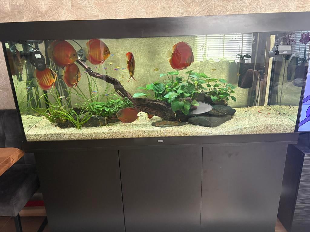 Aquarium compleet Juwel 450L, Dieren en Toebehoren, Ophalen, Inclusief vissen, Juwel, Gevuld zoetwateraquarium