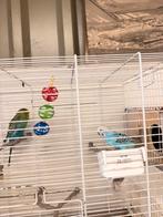 Grasparkiet, Dieren en Toebehoren, Vogels | Parkieten en Papegaaien, Meerdere dieren, Parkiet