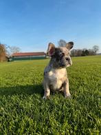 Bijzondere Franse Bulldog pups in merle kleuren beschikbaar, 8 tot 15 weken, Parvo, Bulldog, Meerdere