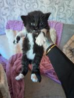 Nog 1 ragdoll poesje beschikbaar, Poes, Gechipt, 0 tot 2 jaar