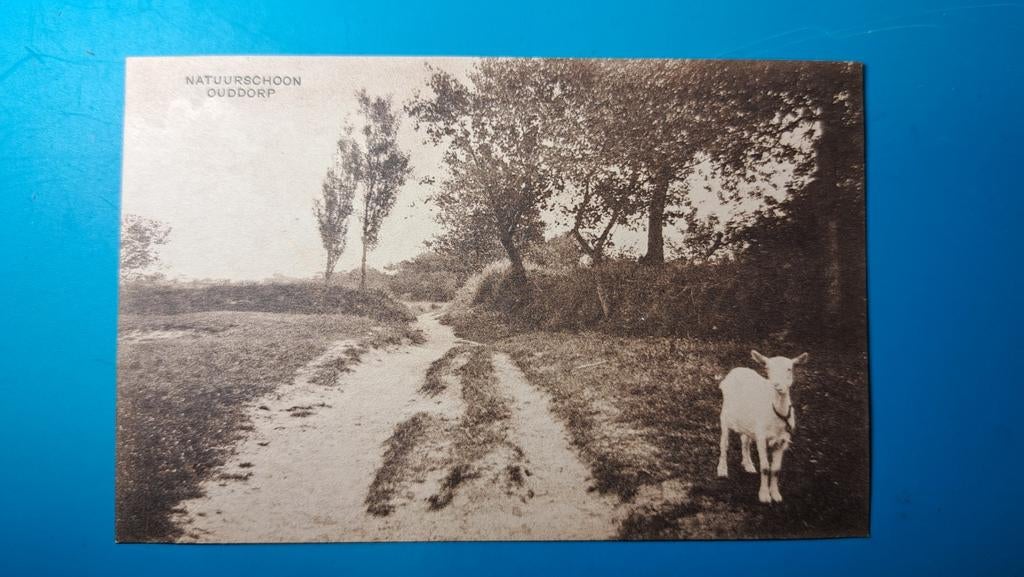Ouddorp Natuurschoon geit, Ophalen of Verzenden, Voor 1920, Gelopen, Zuid-Holland