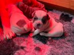 Franse bulldog teefje wit / grijs  goedgekeurde ouders ., 8 tot 15 weken, Teef, Parvo, Bulldog