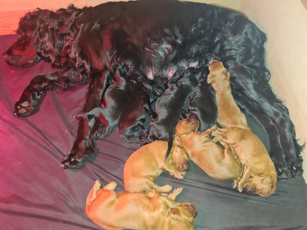 Ierse Setter pups, Dieren en Toebehoren, Honden | Setters en Staande honden, 8 tot 15 weken, Meerdere, Meerdere dieren, Setter